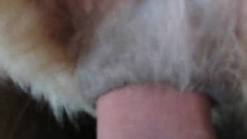 First-person view guy's animal sex clip with a snug canine vagina