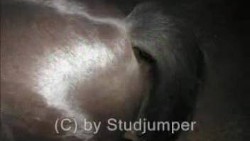 Bestiality lover thrusts his stiff dick into a mare's opening under the cover of night