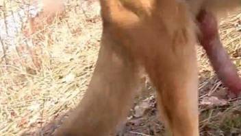 Good-looking animal cock shown up close in the forest