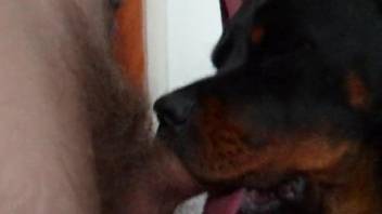 Smart Rottweiler able to please dirty master with blowjob