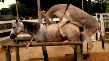 A pair of horses enjoy fantastic intercourse on the farm in the doggy position
