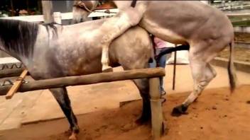 Two horses have awesome sex at the farm in doggy style pose