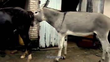 Aroused jackass stands on hind legs to screw dark female horse outside