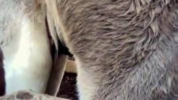 Donkey Animal Fuck With Girls Hd Video - donkey Zoo Sex