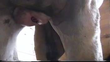 Stunning horses engage in fervent intercourse in the doggy position