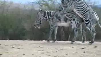 Hot zebras relishing intense outdoor screwing
