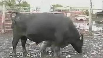 Big black bull filmed by a camera at the farm