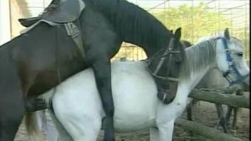 Mature and young brunette work together on stallion's dong
