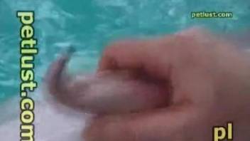 Watch me jerking dolphin's hard dick in the pool