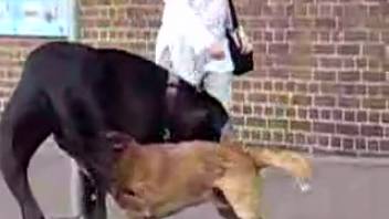 Street canines arouse the lustful bestiality fan intensely