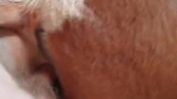 Guy's dick smoothly enters the asshole of a huge beast