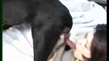 Large ebony canine receives skillful oral pleasure from stunning women animal lovers