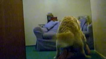 Enormous skilled canine attempts to screw a hot bestiality enthusiast