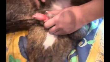 Voluptuous blonde performs oral on a canine and prepares for steamy intercourse