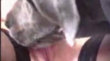 Girl 18+ fucked by dog