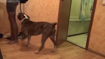 Intense homemade anal bestiality with a brazen lady
