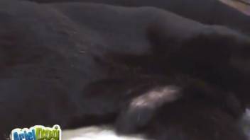 Attractive ginger-haired woman in a disguise satisfies her ebony canine with oral pleasure