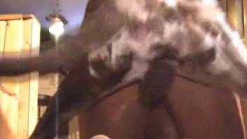 Adorable Dalmatian delivers heaps of ecstasy to a dark-haired beauty