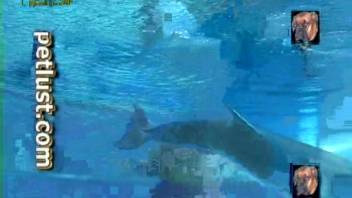 Dolphins seem incredibly hot and alluring, particularly from below