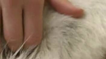Sled dog is anally penetrated by filthy deviant bestiality fanatic