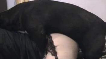 Black doggy hardly pounded a passionate amateur zoophile