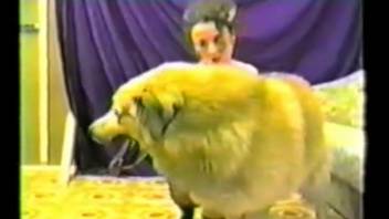 Large ebony canine thrusts into a brown-haired woman in missionary position