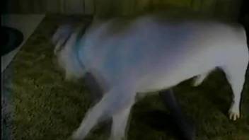 White dog helps his comely mistress reach needed orgasm