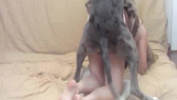 Ebony canine skillfully penetrates a voluptuous zoophile spouse