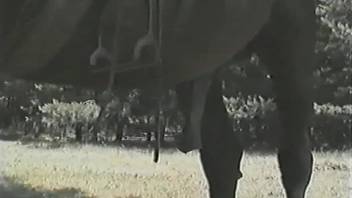 Short-haired woman sucks ribbed penis of stallion outdoors