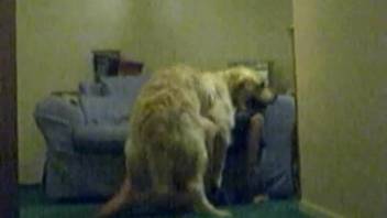 Hidden camera video capturing intense intercourse with an aroused canine