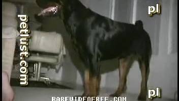 Canine screws female