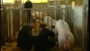 Guy and attractive lady make the most of their time in the pigsty