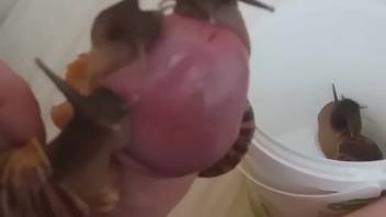 Guy gets hot snails crawling all over his dick