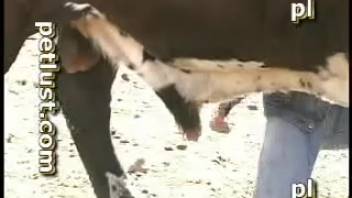 Aroused dude enthusiastically jerking a bull's massive erection