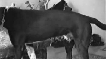 Ebony and ivory canine adult scene featuring a shadowy monster
