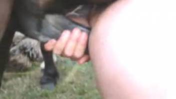 Man screwed by horse