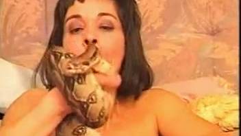 Bare mature vixens introduced a massive serpent to their Sapphic escapades