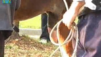 Incredible equine penis displayed in a peeping-tom style footage