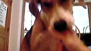 Naughty pup slurping on that guy's dick in a first-person view clip