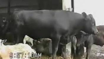 Bull fucking cow makes horny amateur feel needy