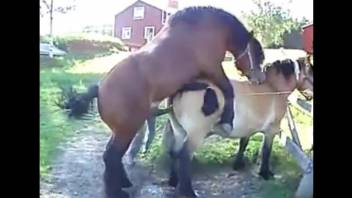 Cute ponies are screwing in doggy style pose at farm