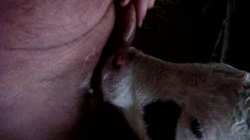 Nice guy receives a pleasant blowjob from an adorable little cow
