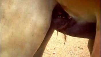 Massive stallion dick pounding a female horse doggy style on webcam