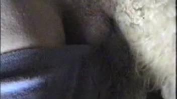Guy joyfully banging a sheep's tasty cunt