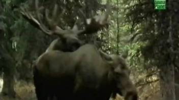 Deer fucking scene in a hot bestiality voyeur video