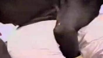 Retro porno video focusing on passionate sex with animals