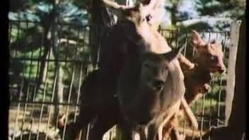 Deer banging in zoo erotica for an aroused bestiality fanatic
