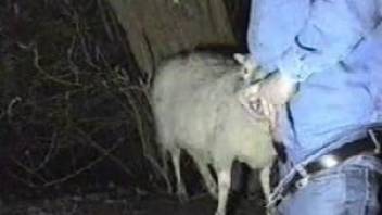 Horny farmer shoves his cock in a sheep's tight hole
