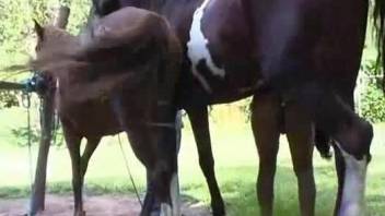 Bitch drives huge horse cock in her ass and pussy