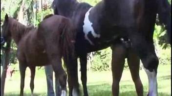 Slut rams massive horse dick into her butt and cunt